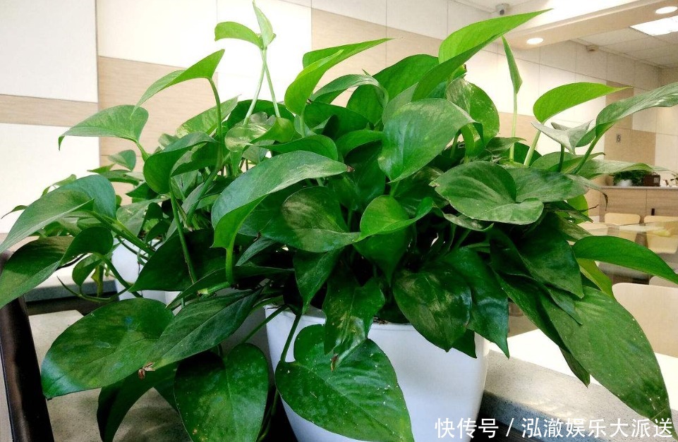 家中养花不要乱,6种“镇宅花”可以养,2种“破财花”不能养