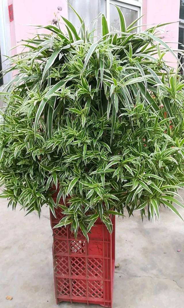 家里养盆虎皮兰，小花盆、挤着养，疯狂开花爆小崽！