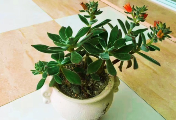 居家养花:掌握这2门小技巧,打理盆栽将变得简单许多