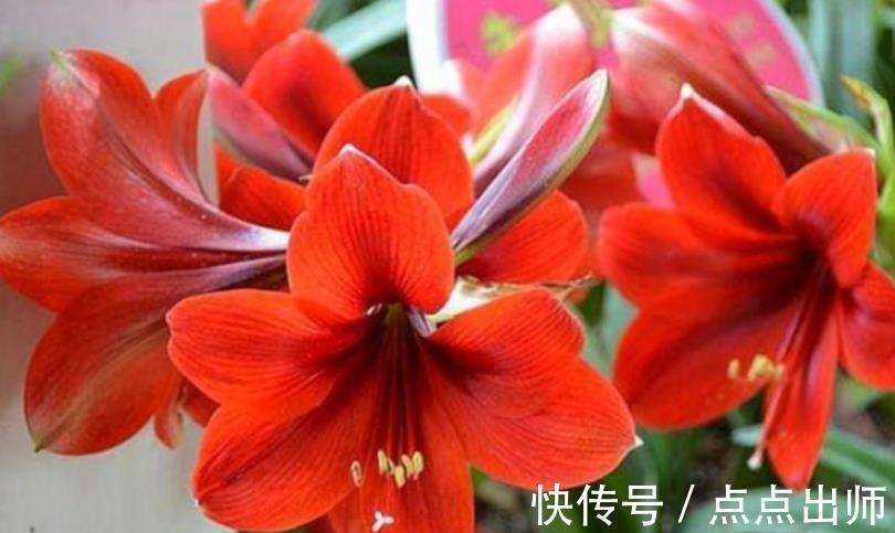 肥料|养花高手必备的5种“花肥”,新手想要养好花,家中常备错不了