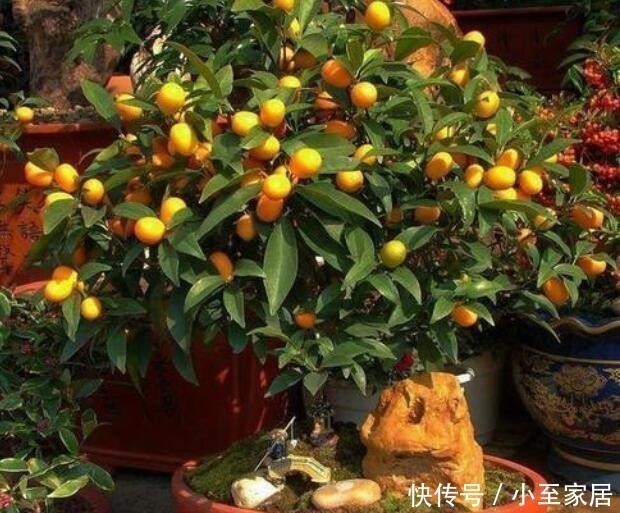 石榴|养花养“贵气”,4种花美观养眼,观赏价值高