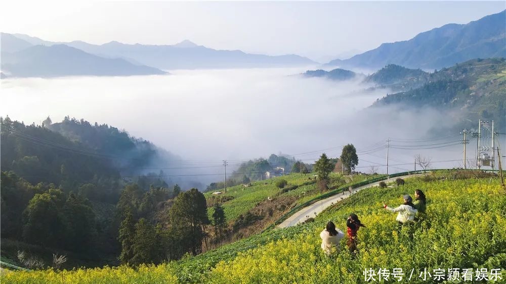 新安江畔，油菜花即将迎来最佳观赏期！
