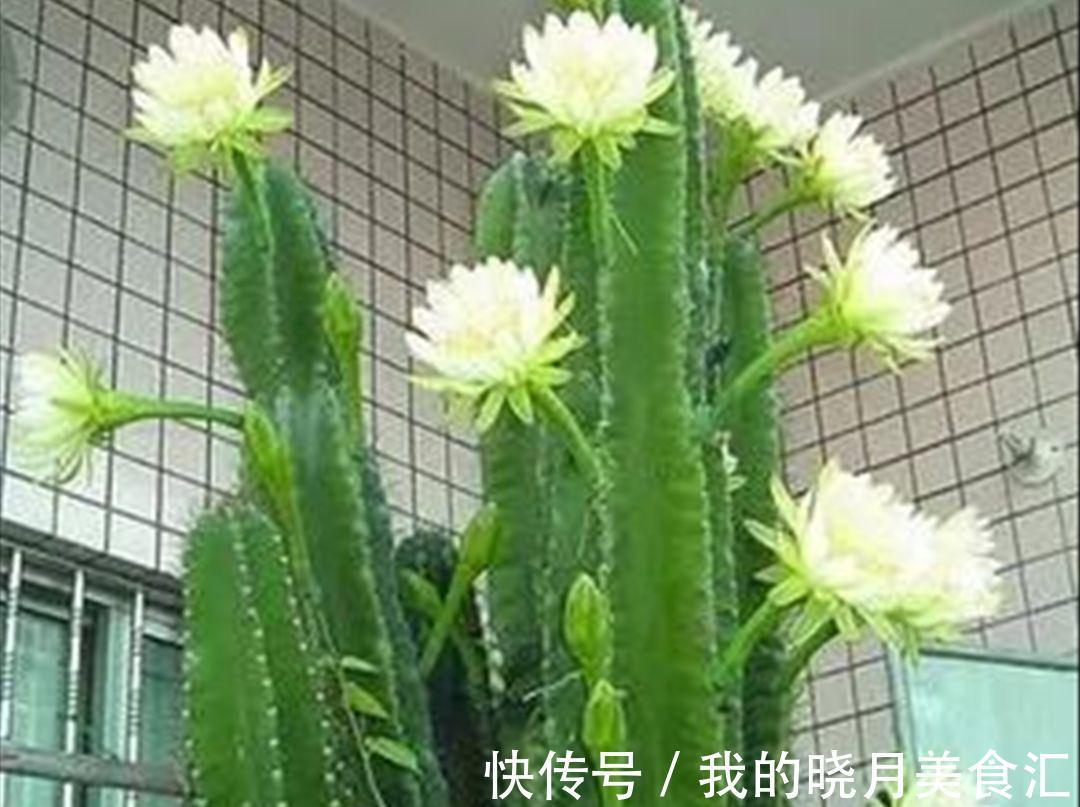 十种健康花,适合现在养,人养花花亦养人,越养空气越“干净”