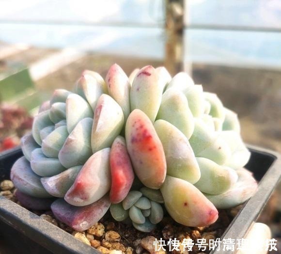 颗粒|养好多肉很容易,工地挖点河沙,纯河沙也能养多肉,根系超发达