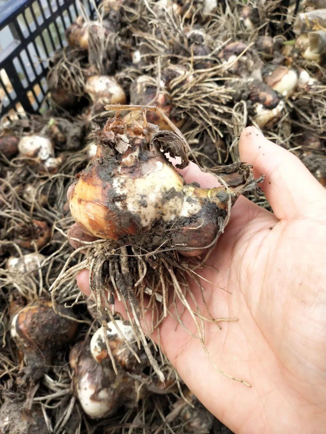 这花真能开，4个球开出28朵花，一颗就能开爆盆！