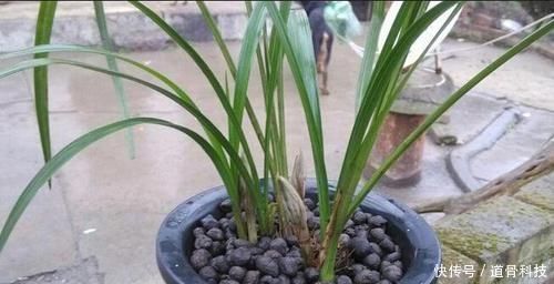 施肥|兰花盆里，放几粒“它”，比啥肥都好使，猛窜新芽，越长越旺