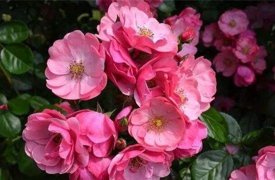 最香的几种花，全年开花不停，花色艳丽，花开枝繁叶茂，美