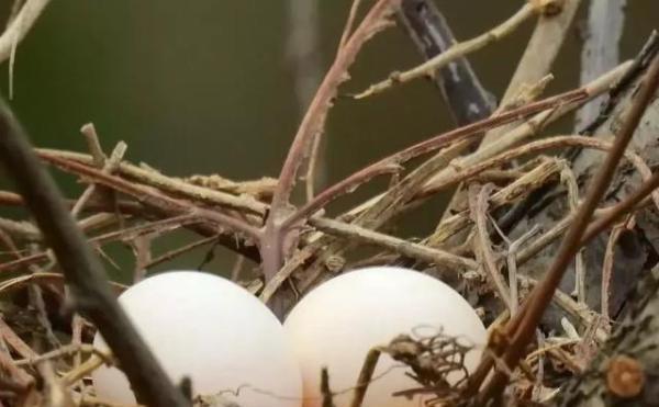 鱼类|农村天上“最补”的野味,营养胜过黑鱼,如今很难见到了