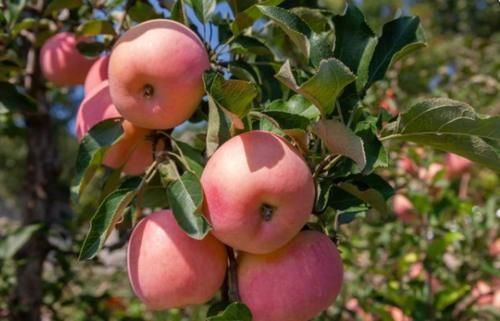 肠胃疾病|晚上吃苹果会伤胃吗?医生:晚上尽量别吃这4种食物