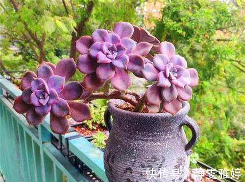 此款多肉植物，好养又贵气，易爆头长成小老桩，养花大神都爱养！