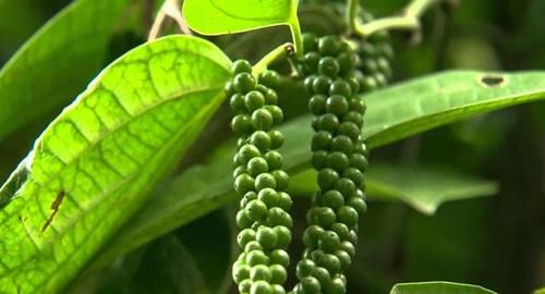 胡椒生长于荫蔽的树林中 花杂性 通常雌雄同株 快资讯 胡椒生长于荫蔽的树林中 花杂性 通常雌雄同株 快资讯