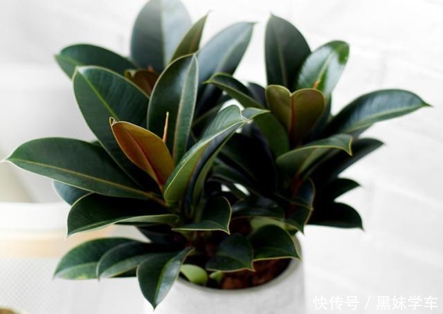 橡皮树打顶前，树皮割几刀，套个杯子，1月得到全新大苗！