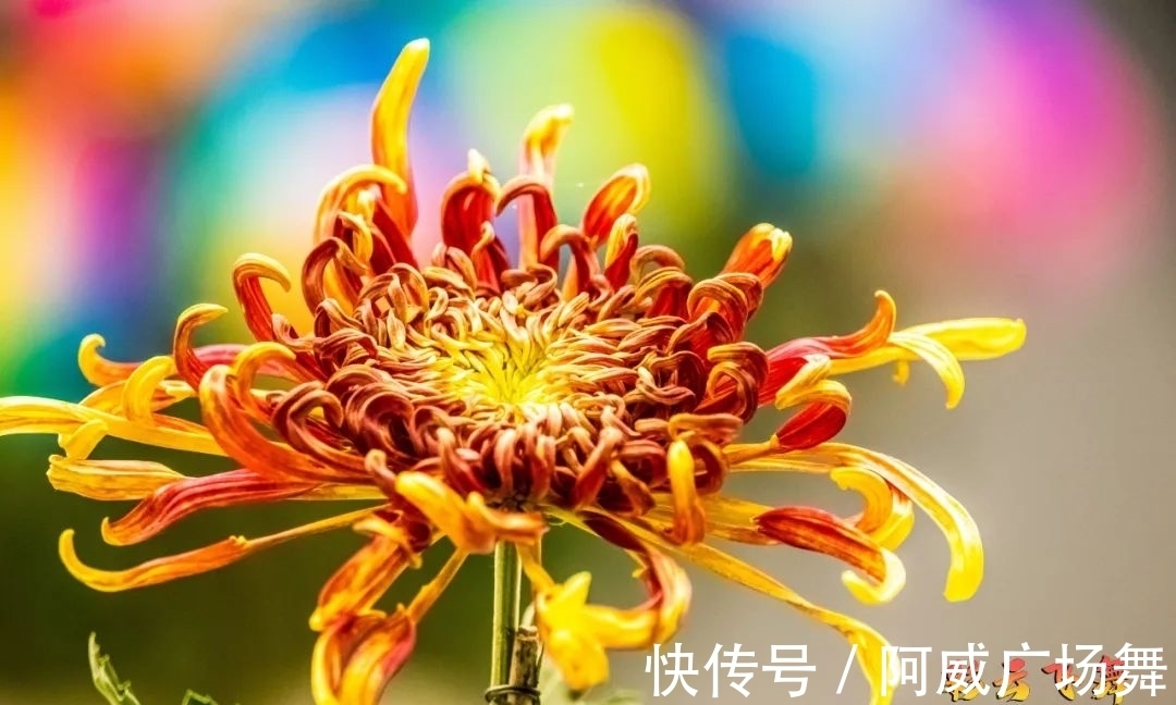 玄武门|玄武湖菊花会开幕，还能品百种咖啡