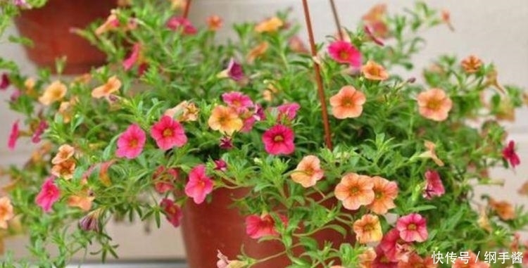 4种花养家里,看了就让人沉醉,年年开花不断,美!