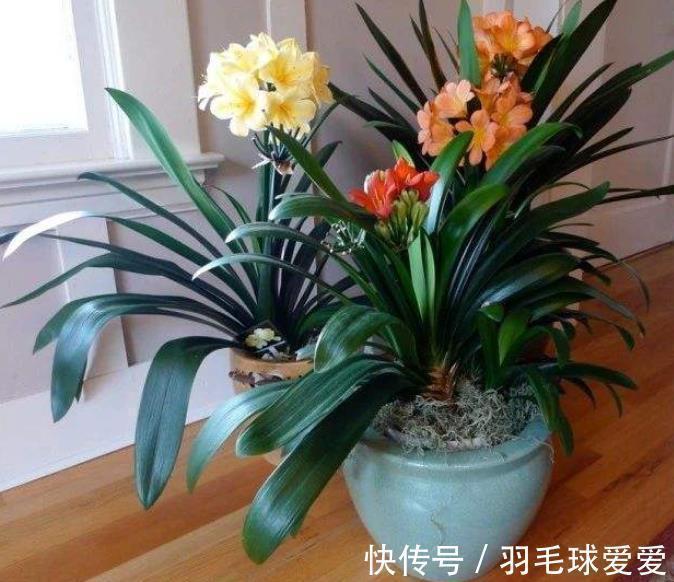 植株|想要君子兰长得好？2种花肥喂下去，根系健壮长势好，轻松爆花