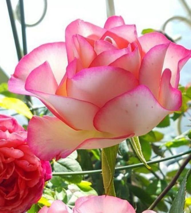 4种花美的出奇，不仅花好看，名字也好听，花开不断！