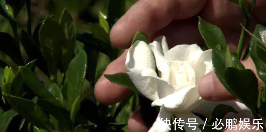 栀子花盆栽定期修剪,保证每年都开开出清香的花朵