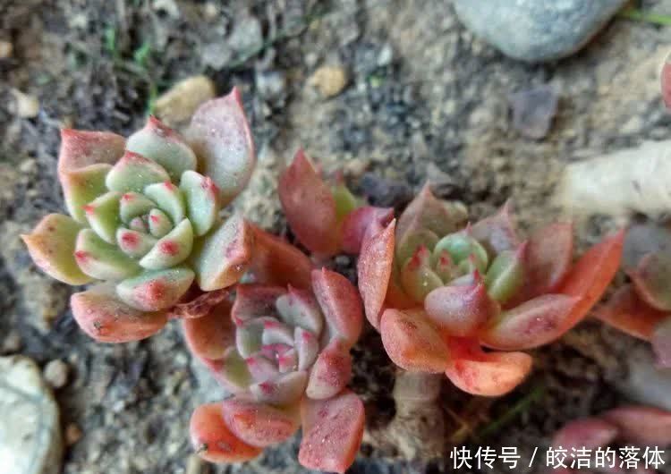 如莲似花,美好心情由你而始!