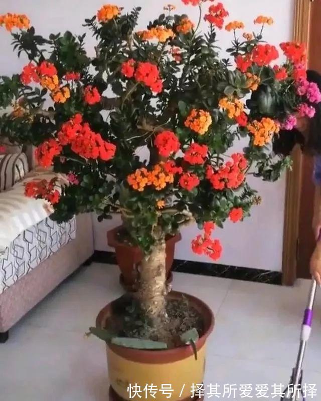 叶片|长寿花怕“三种水”,避开不烂根,猛窜芽花香浓,高温也开花不断