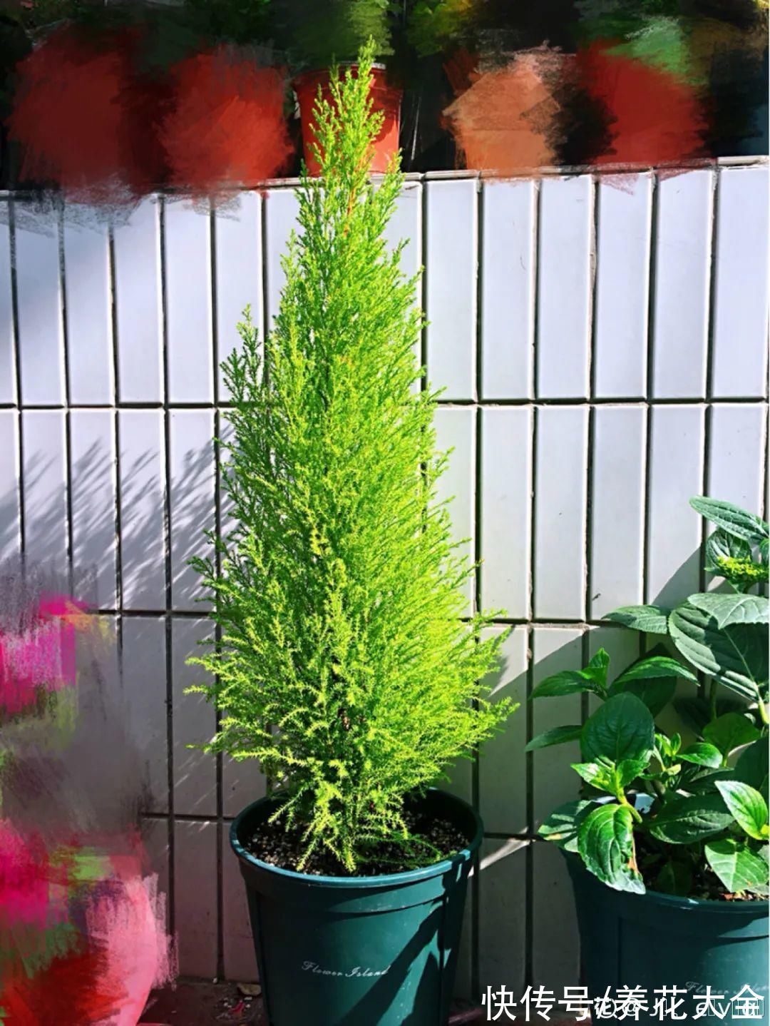 家里养一盆小香松,芬芳满室,满屋子都是高级香水味