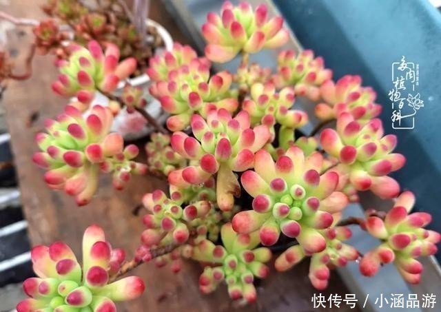 从一颗到500多盆，遇见多肉后，满眼全是你！