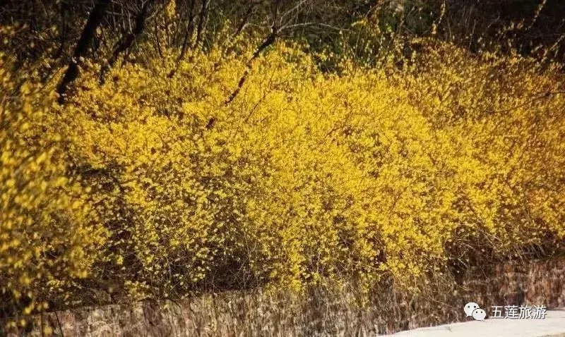 春日好时光，听花开的声音