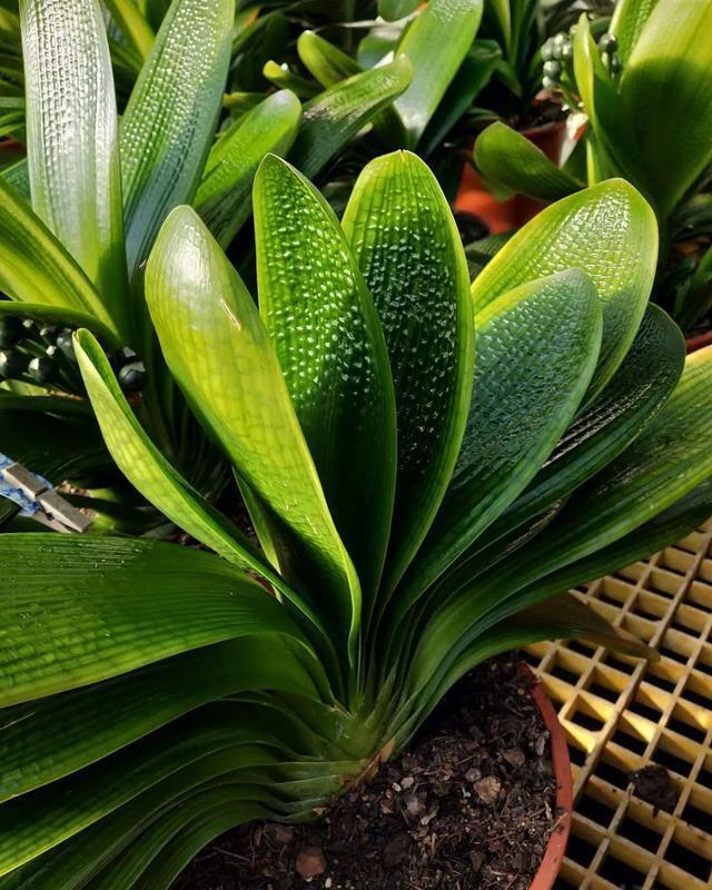 硫酸亚铁|40年老花友的养花浇水秘方，今天分享给大家