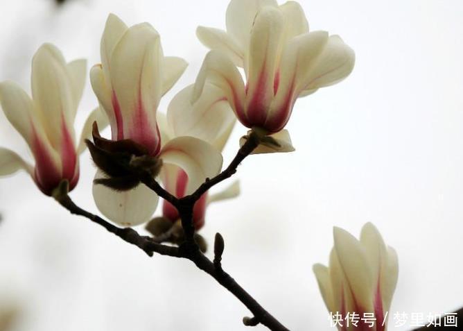 4月19号开始 遇贵人遇财神 事业飞黄腾达 横财不断的三属相 粉紫色 4月19号开始 遇贵人遇财神 事业飞黄腾达 横财不断的三属相 粉紫色