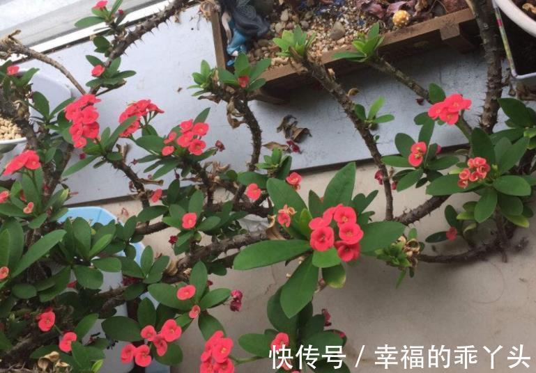 6种花不怕旱，小盆种少浇水，枝繁叶茂真好看，适合懒人