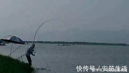 颗粒料|夜钓鲤鱼,这些注意事项能到位,想要空竿都难