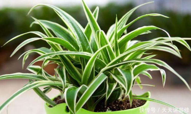 4种富贵花,添福添贵添好运,财运爆发,事业风生水起!