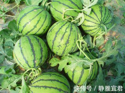 食物|女性不想老太快，坚持多吃几种食物，美容护肤，排毒清肠！