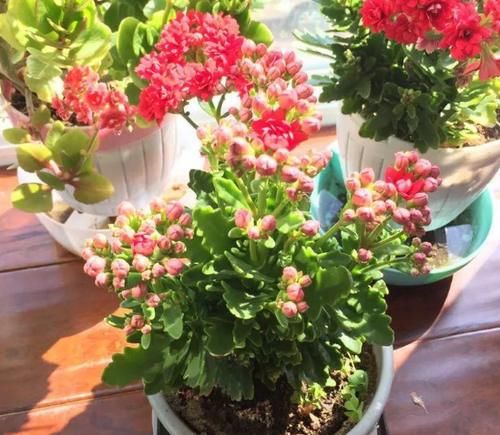 修剪掉的长寿花枝叶该不该扔，怎么处理好？