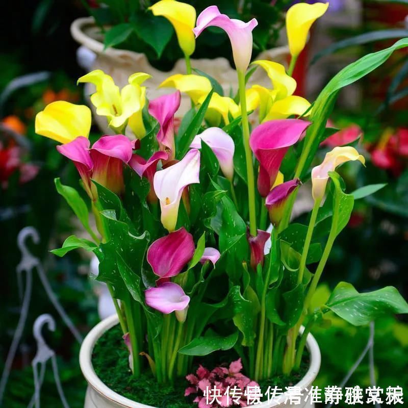 马蹄莲|4种有害的花不能放客厅,家有老人小孩要注意,赶紧清理掉