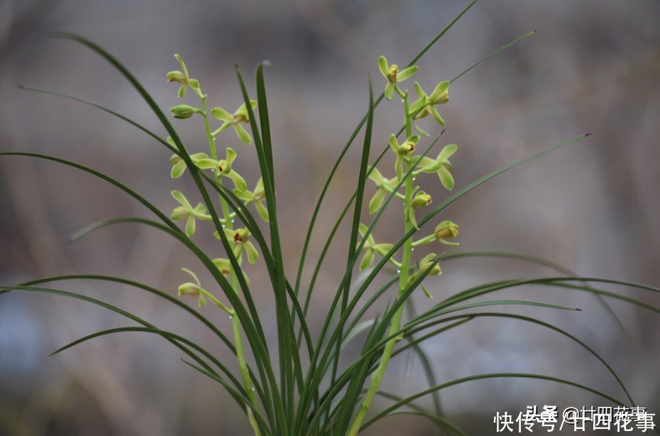 苗壮根旺|养兰花，有“四不十二字”，灵活掌握，苗壮根旺开花香