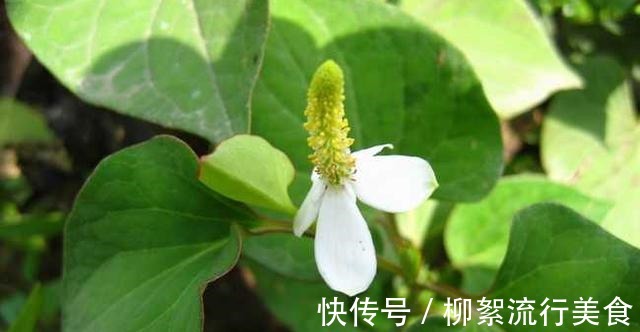 鱼腥草|你知道多少种野菜,让你轻松了解野菜的各种秘密,快来看看吧!