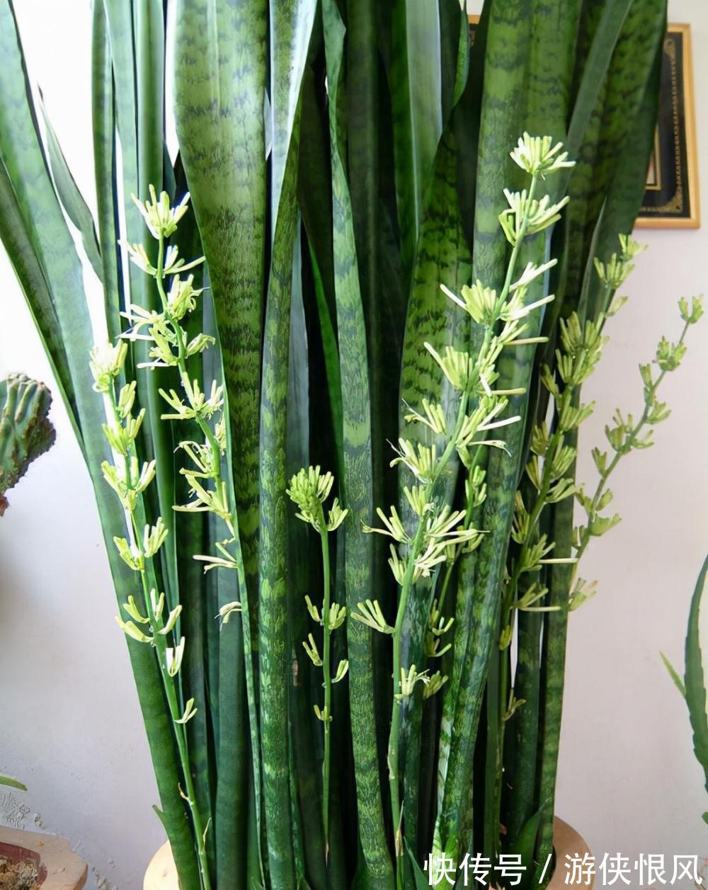 发财树|天气冷气温低,这些花要干养,少浇水才不易受冻和烂根