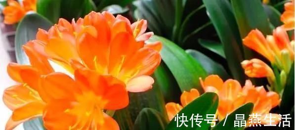 家中绿植总黄叶注意避开这些摆放“雷区”