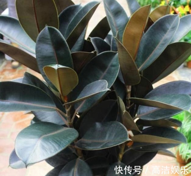 叶片|有钱人都养3种花,净化空气,还能很好的旺运,财源广进