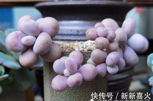 给桃蛋老桩多肉配盆是技术活,配好了锦上添花,配不好则影响颜值