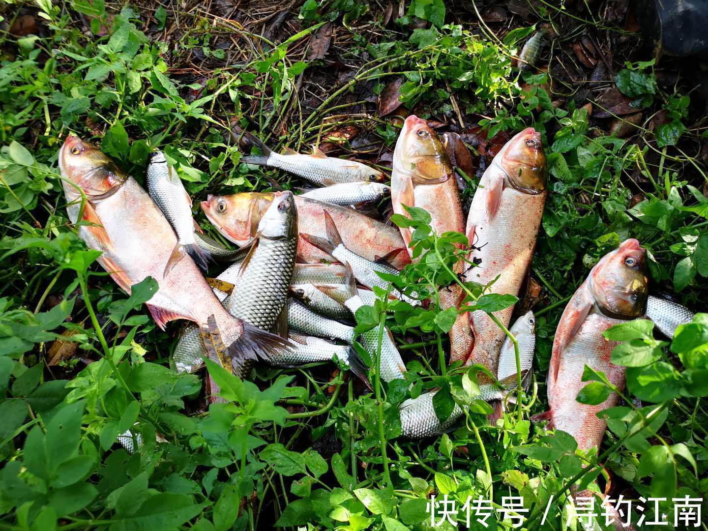 野钓成为高手的标志之一:会做窝。可具体要怎么做?一文读懂其中的主要思路