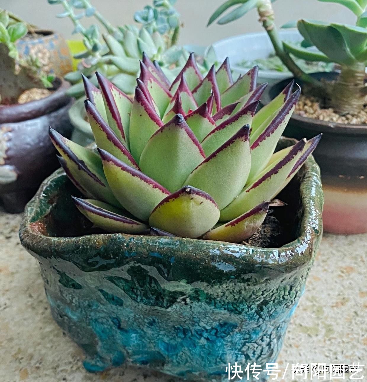 幼苗|多肉乌木，用大盆种，还是用小盆种？大盆种出来的乌木更霸气