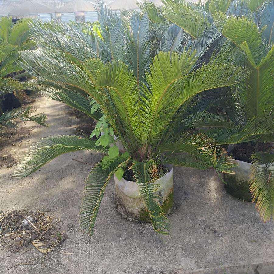 适合放在客厅的6种大型盆栽，好看健康，大大的叶子充满生机