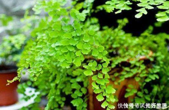 家里就养4种花,沾土就活,开花又大又艳,比牡丹美