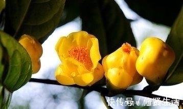 家庭和睦|可喜可贺,孩子若是出生在这三月,事业终有大成就,一生享福不停