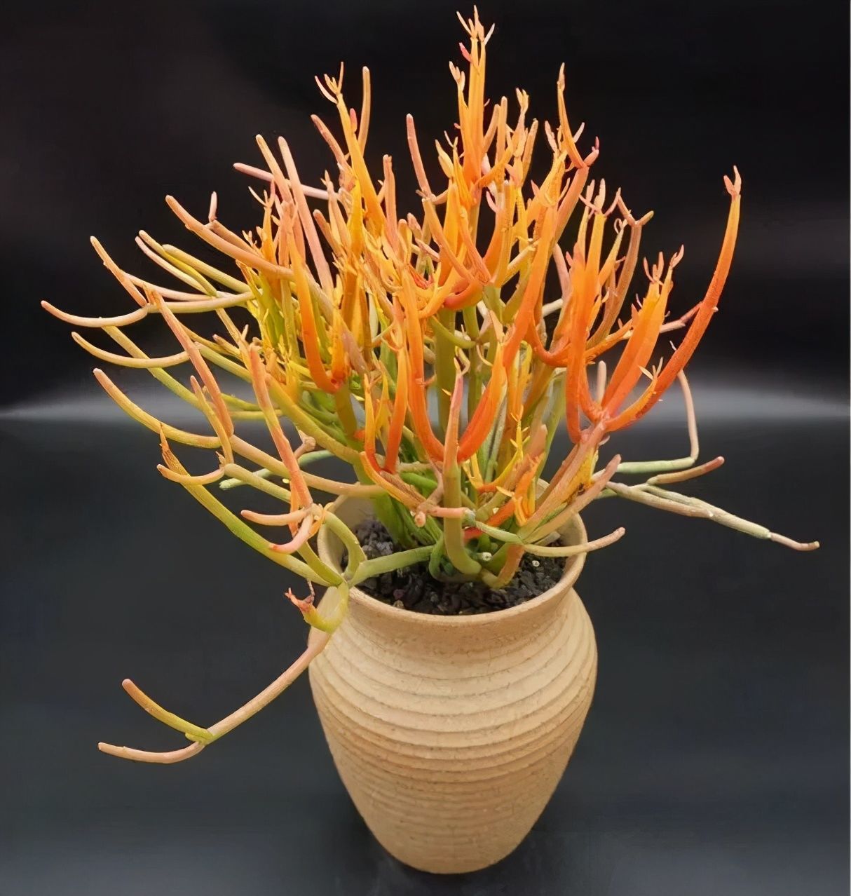 香味|卧室不能养的花,对身体有大危害,一盆也不行