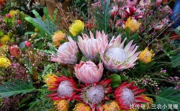 此花,被誉为“花中之王”,世界最富贵华丽的鲜花,居然简单好养