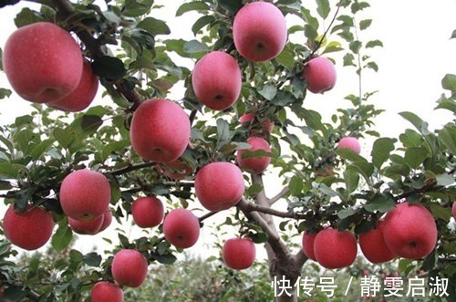 营养专家|晚上吃苹果,对健康是利是弊很多人分不清,营养专家告诉你答案