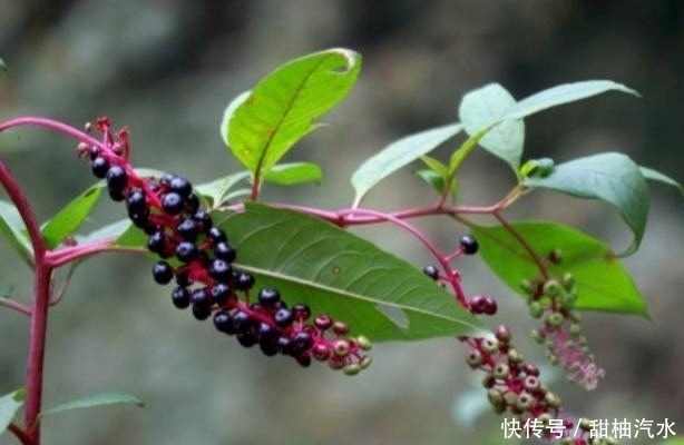 商陸|農(nóng)村中一種不起眼的野草,用來泡腳可治療腳氣,見到可不要錯過