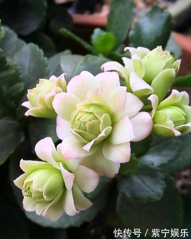 长寿花开花后,养护分“三步”,侧枝多,枝条壮,再次开花变花球